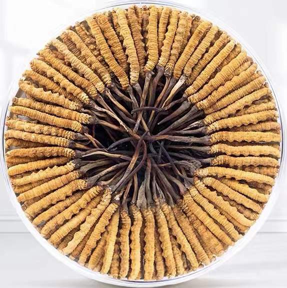 抱由镇冬虫夏草回收